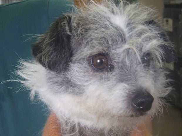 Pima Animal Care Center