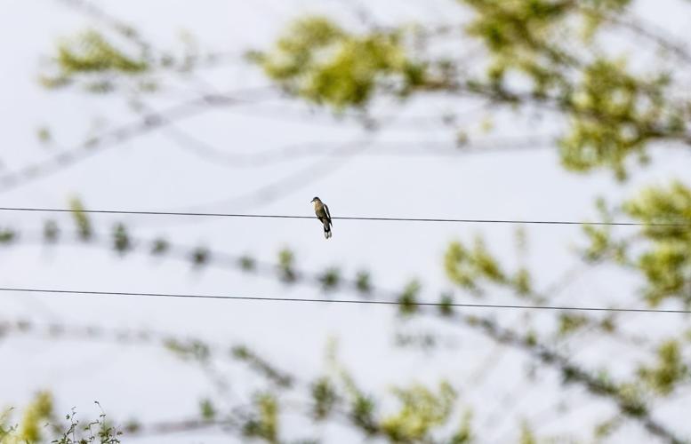 Audubon Society Yard