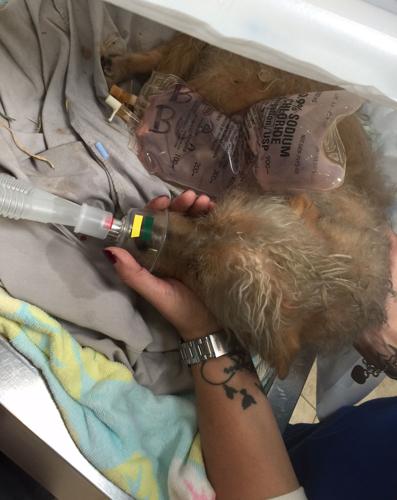 Firefighters rescue dogs