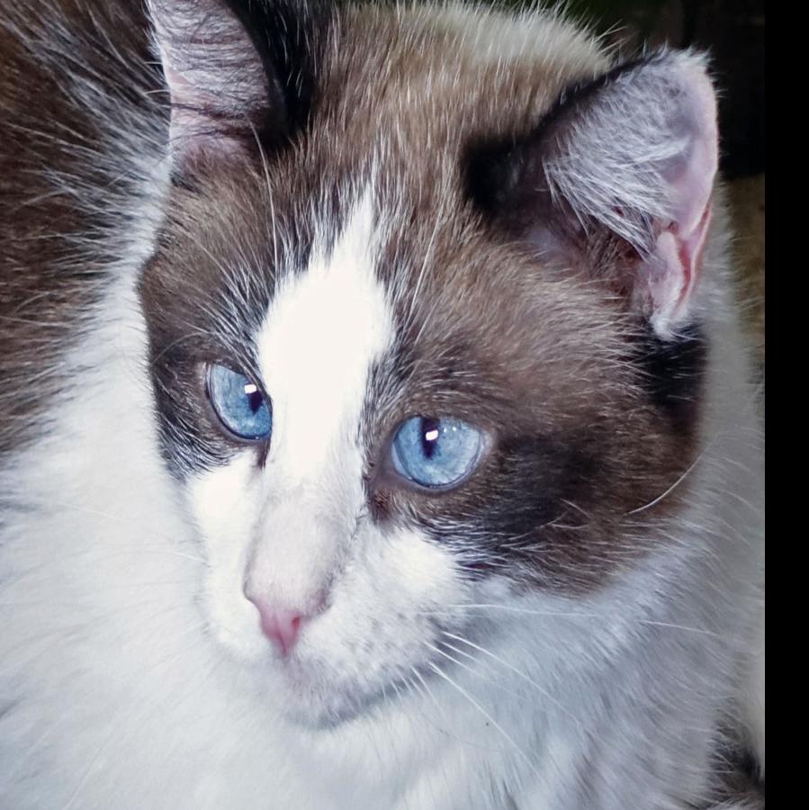 Nonprofits Wish List Pet Food Paper Products Hygiene Supplies
