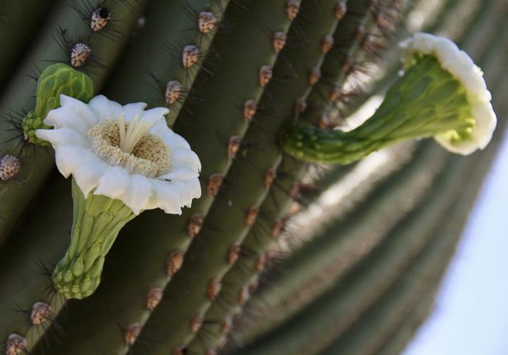 Saguaro blooms