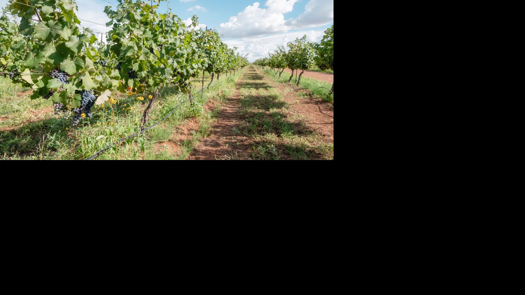 Sonoran Wines in Southern Arizona wins national wine awards