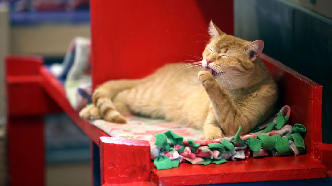 Wärmeres Wetter in Tucson bedeutet, dass sich die Tierheime mit Kätzchen füllen | Lokalnachrichten Wärmeres Wetter in Tucson bedeutet, dass sich die Tierheime mit Kätzchen füllen | Lokalnachrichten