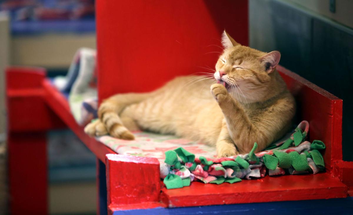 Cat, Hermitage, 2022