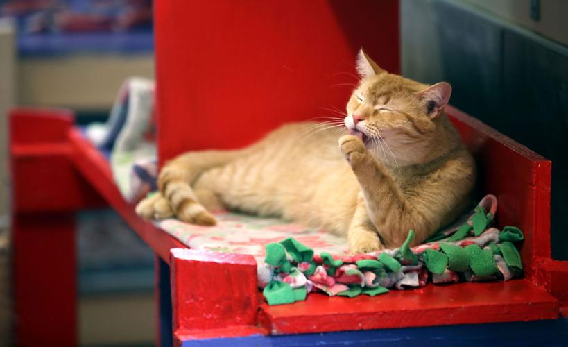 Cat, Hermitage, 2022