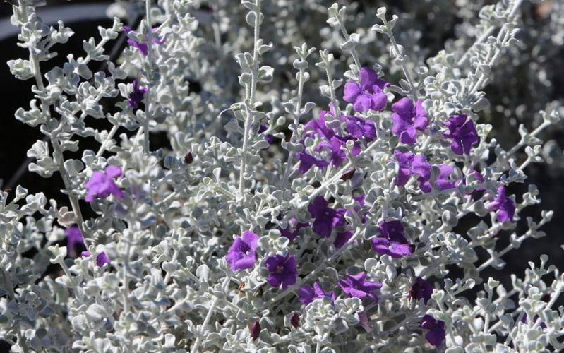 Ways to prune shrubs