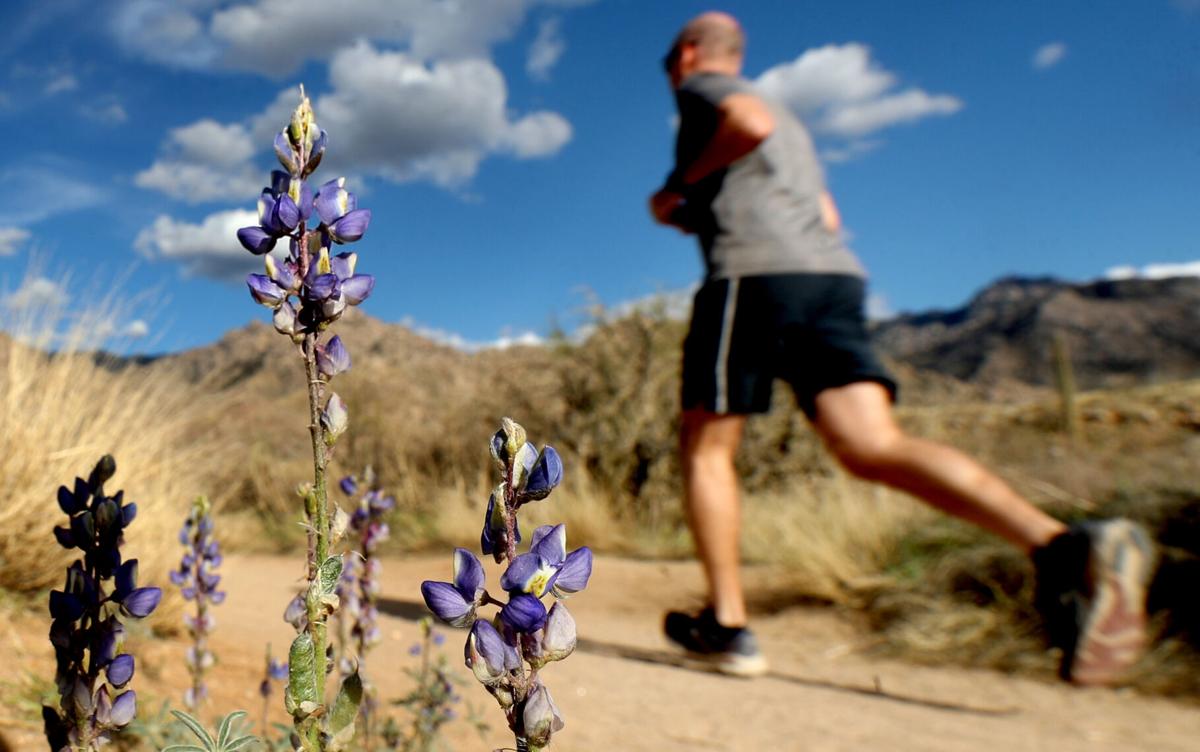 Wildflowers, Tucson, 2022