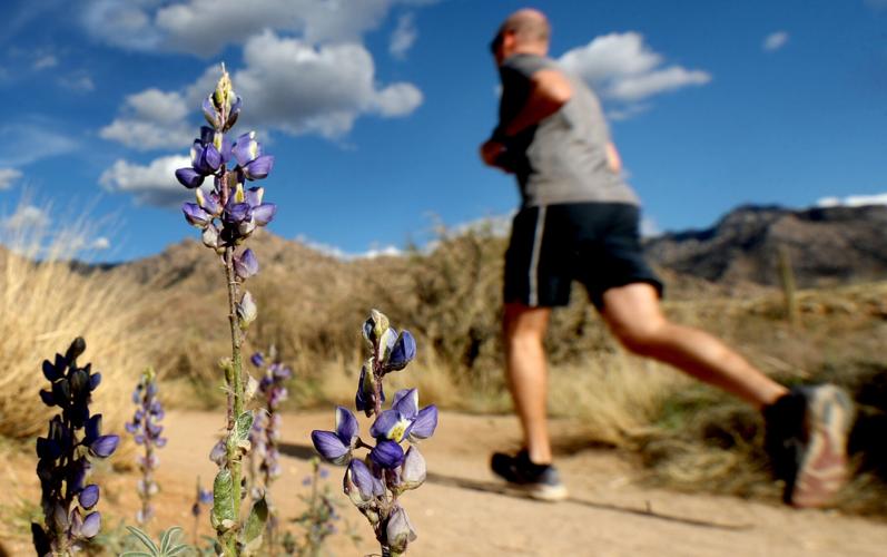 Wildflowers, Tucson, 2022