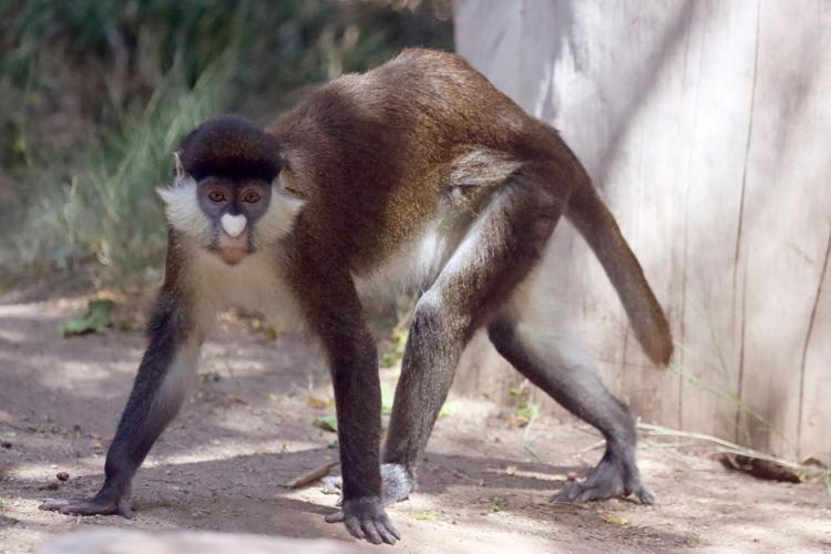 Playful red-tailed monkeys swing into Tucson's Reid Park Zoo