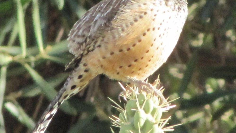 The Cactus Wren, our Audacious State Bird | Saddlebag Notes | tucson.com