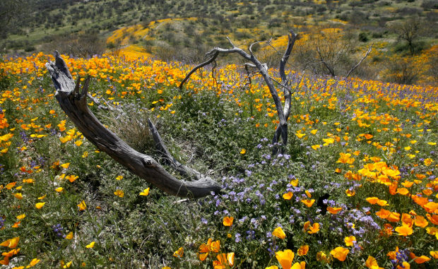 Southwest wildflowers