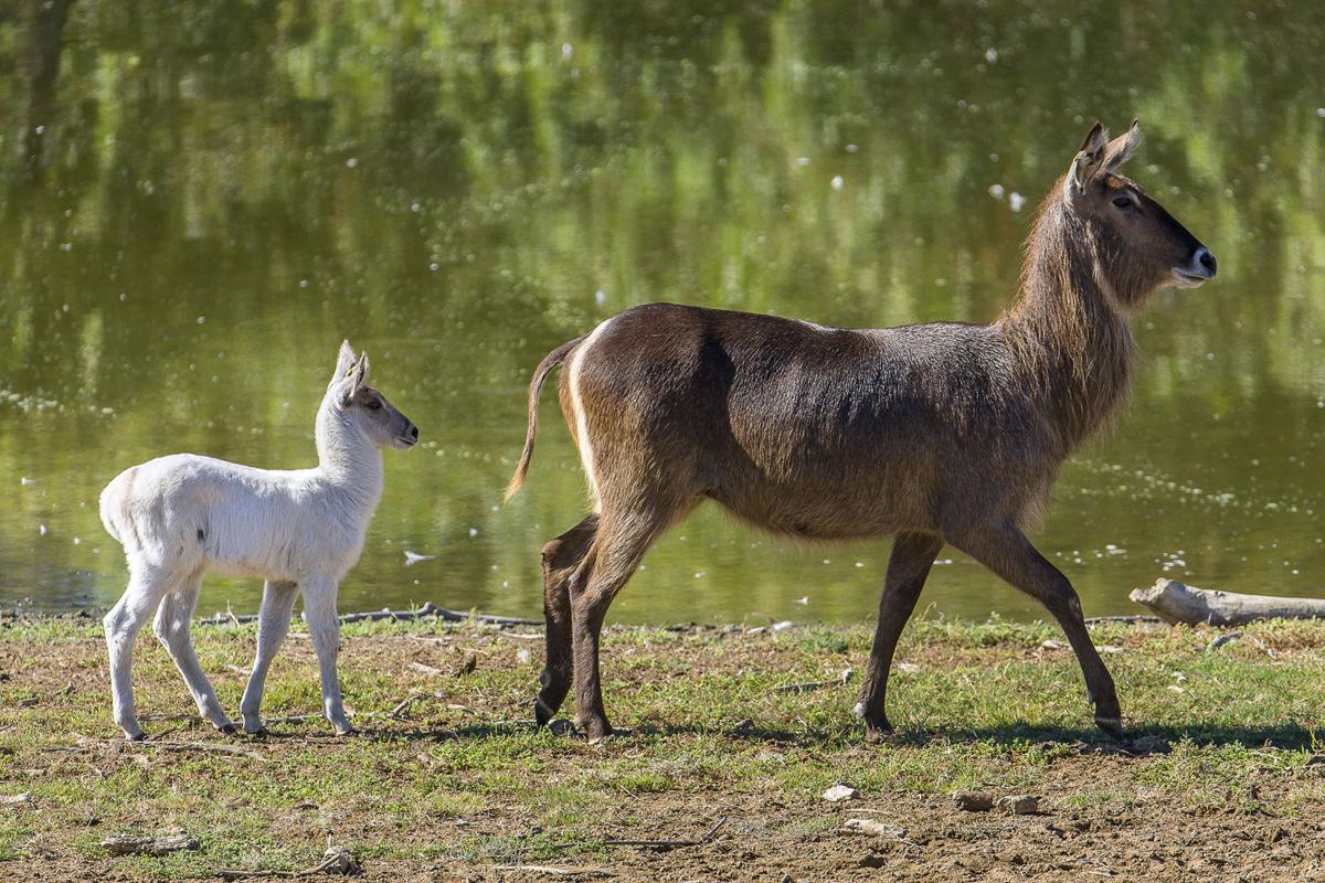 Baby zoo animals