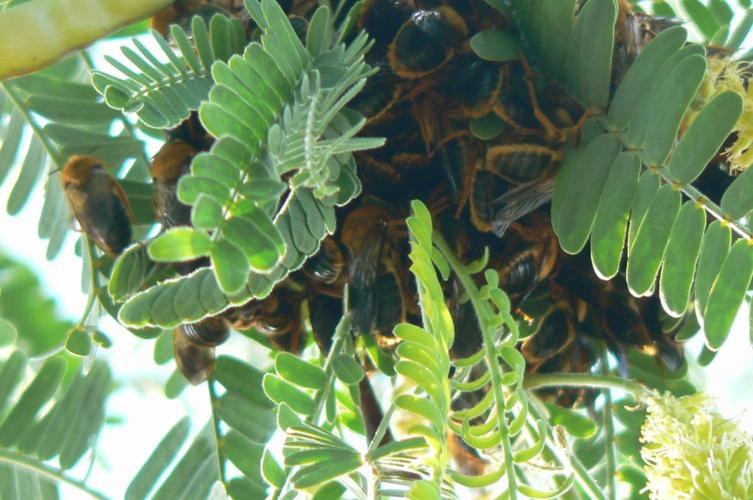 Readers' amazing insects