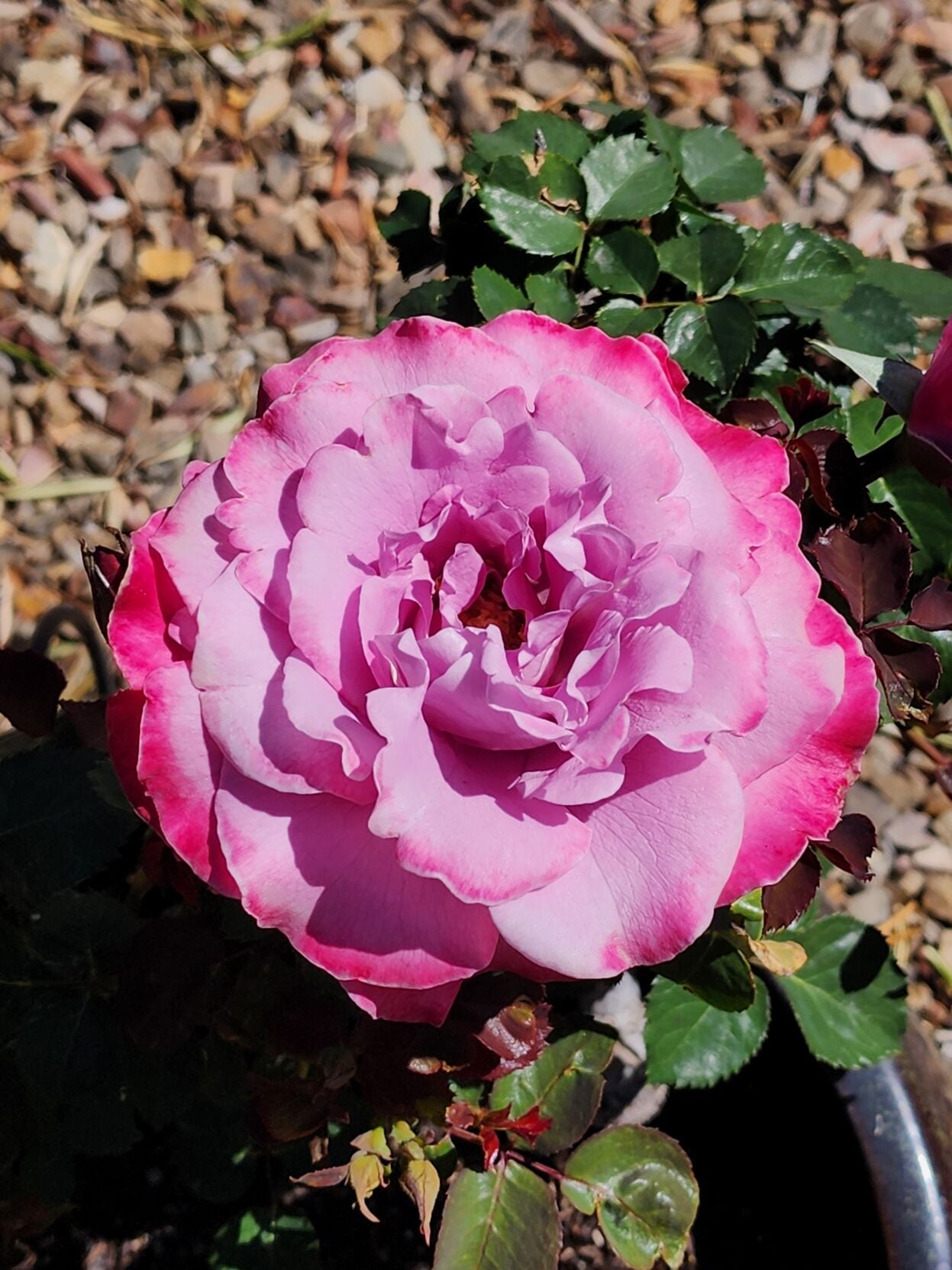 Purple-rose.jpg