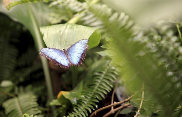 Butterfly count planned at C. Ariz. nature reserve    