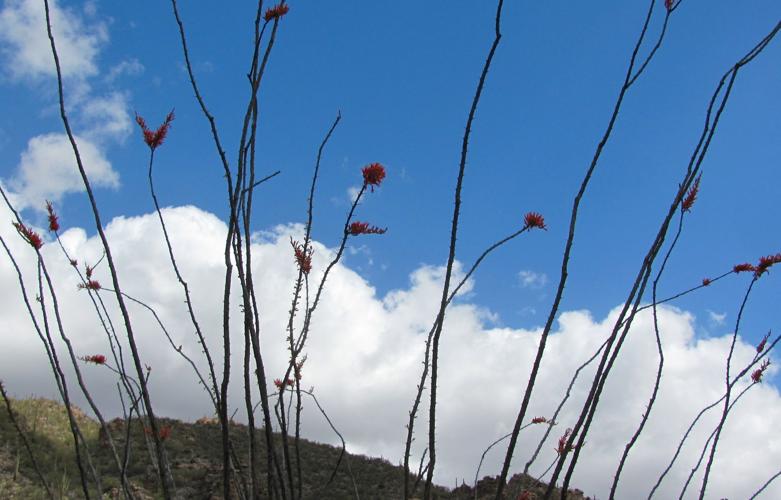 Ocotillo in Sabino Canyon