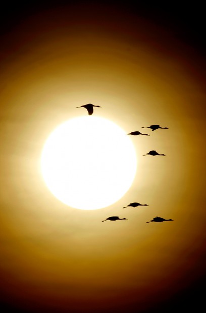 'Beautiful paradox': Wetland birds visiting our arid desert   