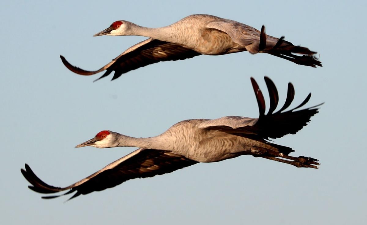 Returning cranes set record in return