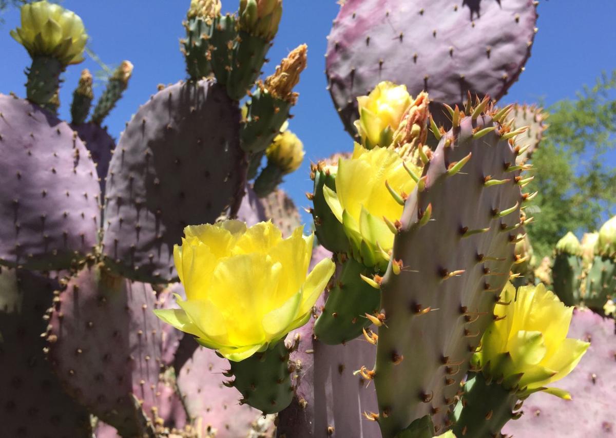 Eat cactus year-round with this handy harvesting guide ...