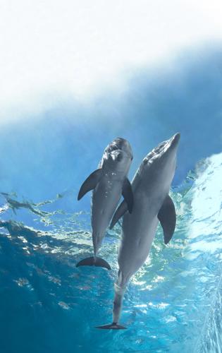 'Dolphin Tale 2'