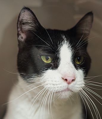 Adopt a friend: Mr. Yang