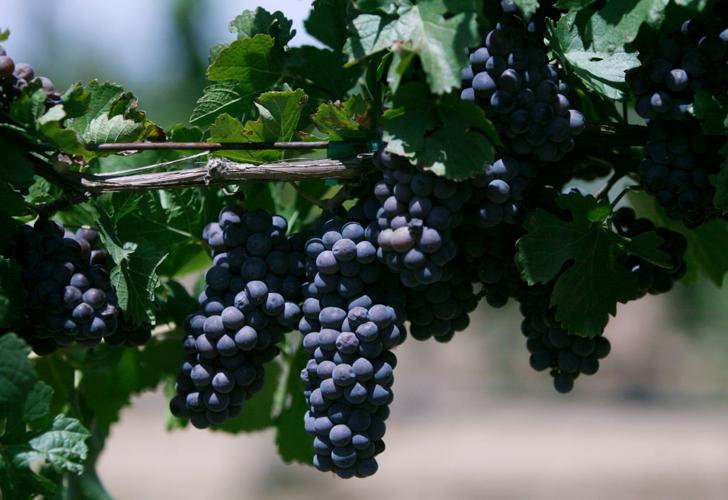 Arizona Stronghold Winery