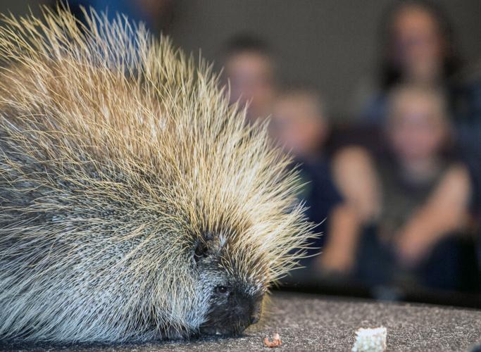 Saturday, August 26 — Cool down with some evening critter action