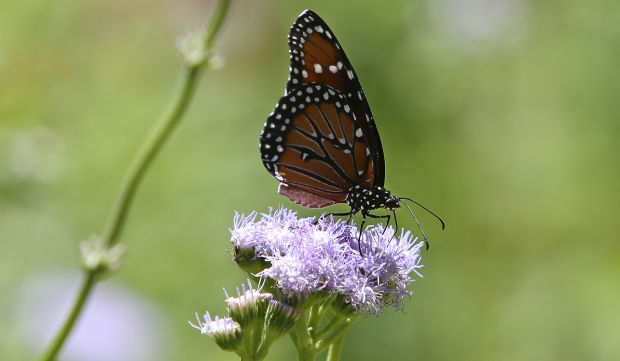 Mellow desert oasis beckons    