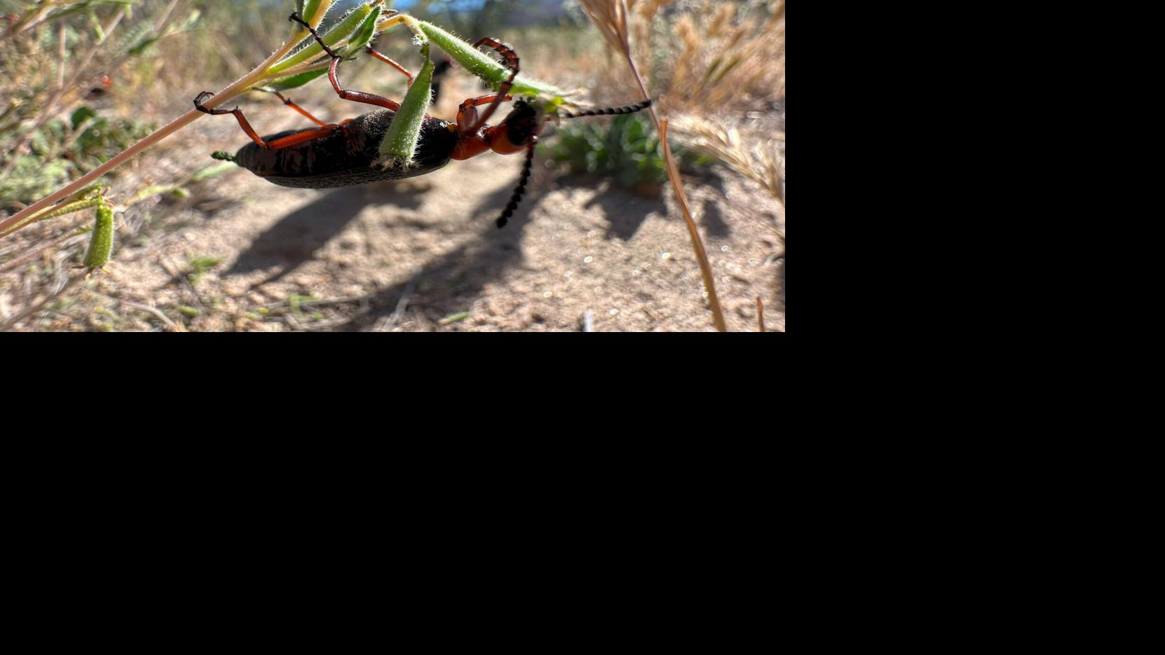 Add this beetle to Tucson's look-but-don't-touch list