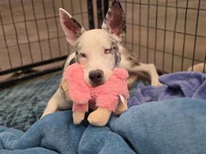 Adopt a friend: This week's animals