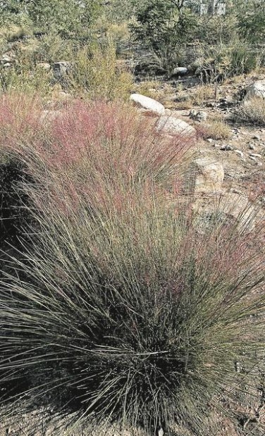 : Decorate yard with grasses  