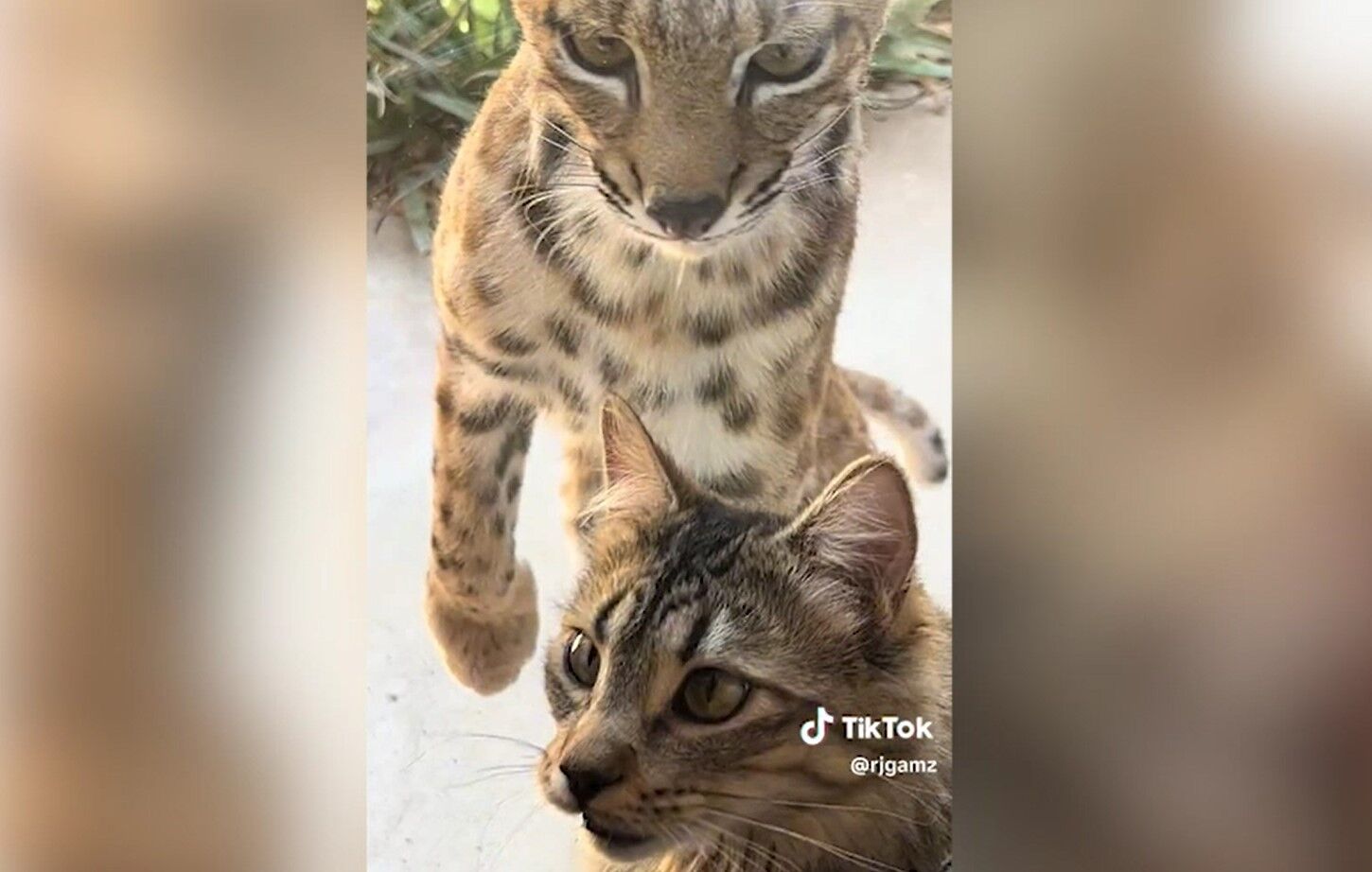 Bobcat Video Filmed In Catalina Foothills Goes Viral