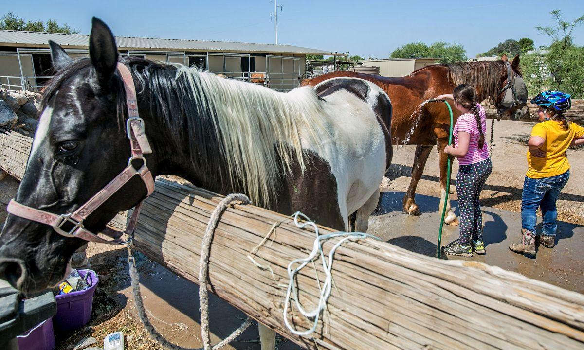 2 Tucson horse stables settling in, with both in a helping ...