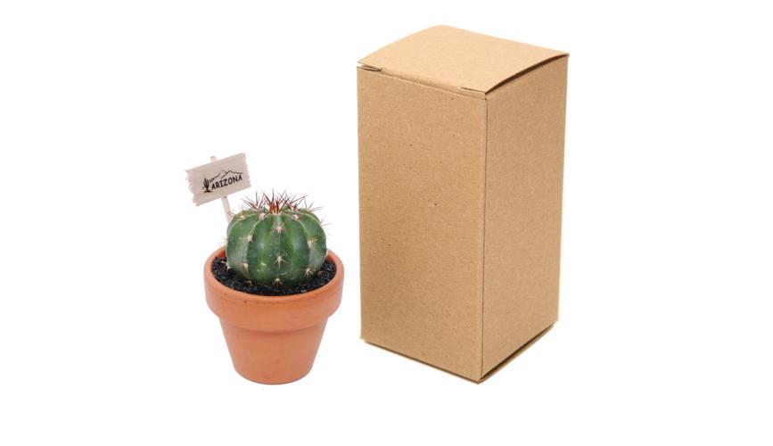 Mini cactus