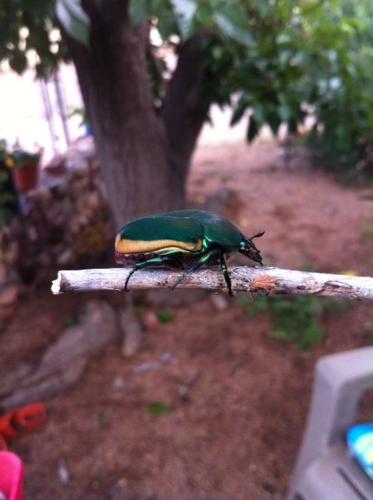 Readers' amazing insects