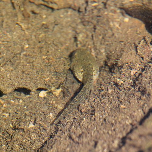 Beyond the Surface: Life Inside a Spring