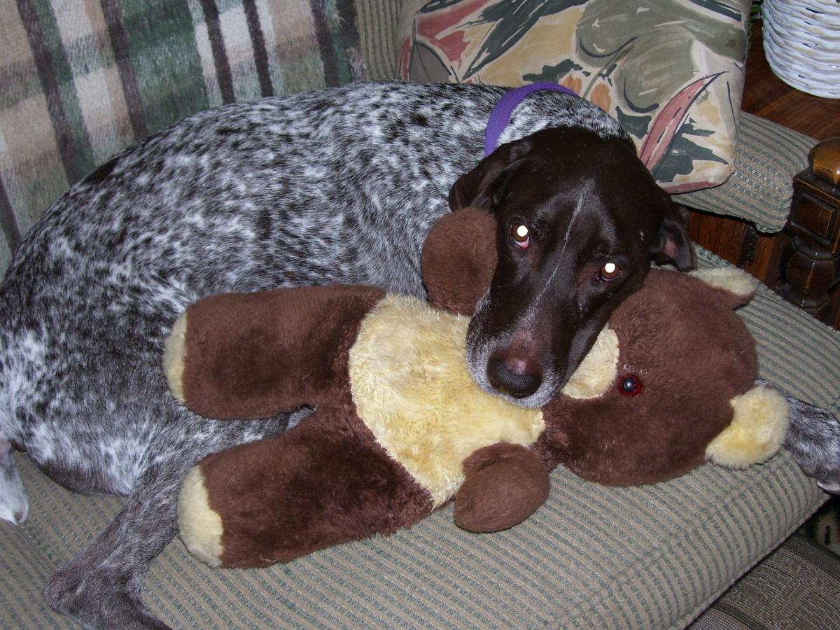 154 awesome dogs in Tucson Pets