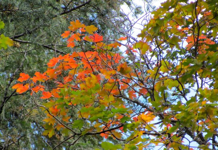 Maple leaves at Bear Wallow
