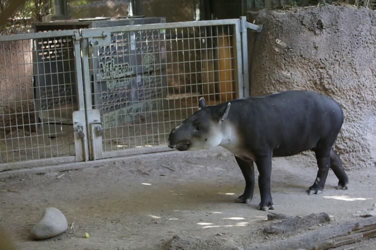 Nandi's Neighbors: Baird's Tapirs Toliver and Contessa