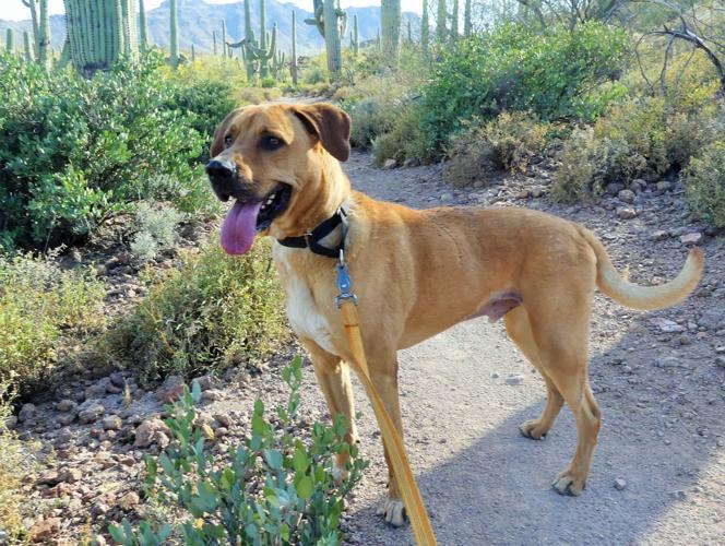 Adopt a friend: Woody