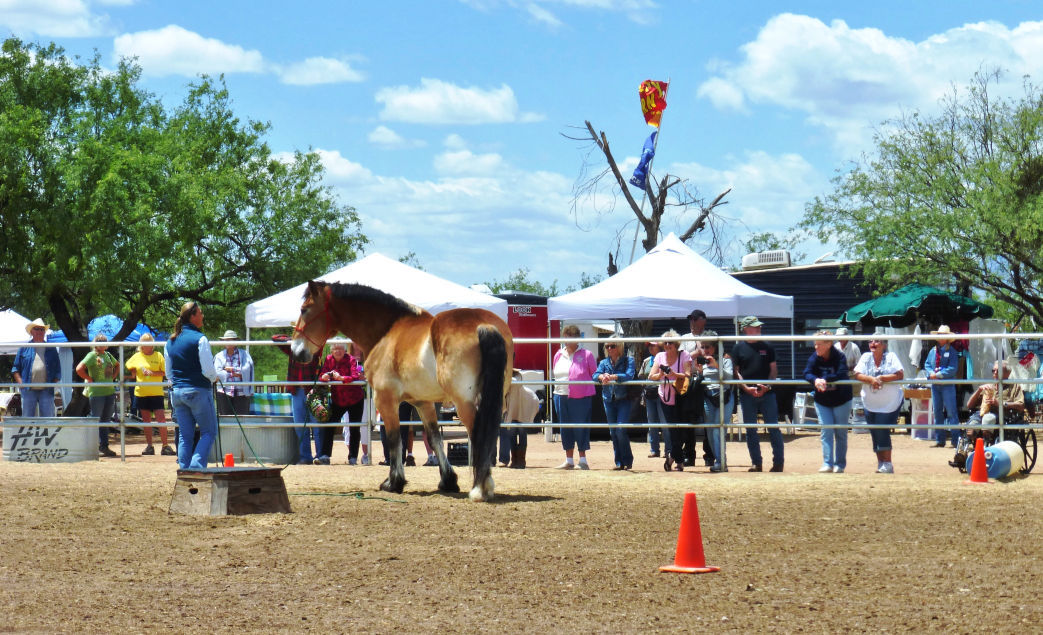 Equine Voices