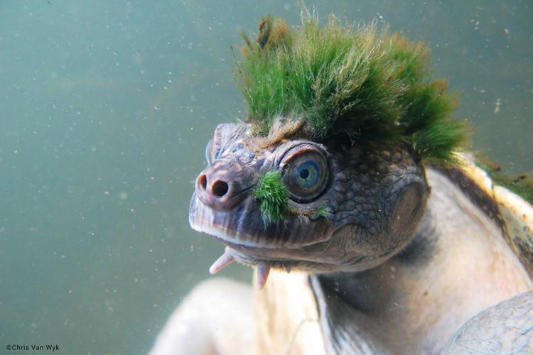 Human activity threatens some of the 'most unique animals on the planet,' researchers warn Human activity threatens some of the 'most unique animals on the planet,' researchers warn