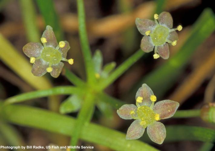 Endangered Huachuca water umbel