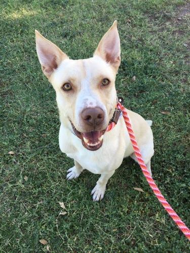 Adopt a friend: Chauncey