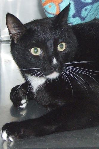 Adopt A Friend: Carlos