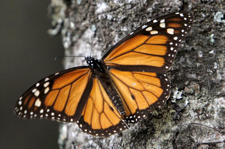 Monarch butterfly