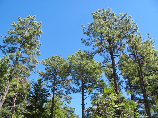 Ponderosa pines