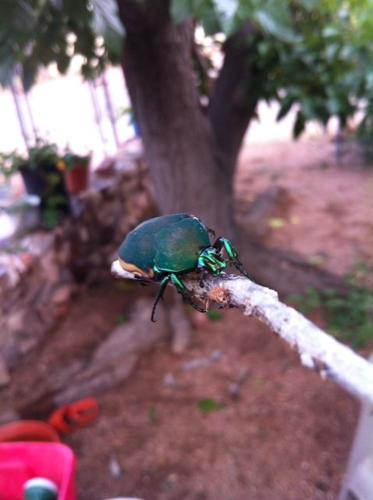 Readers' amazing insects