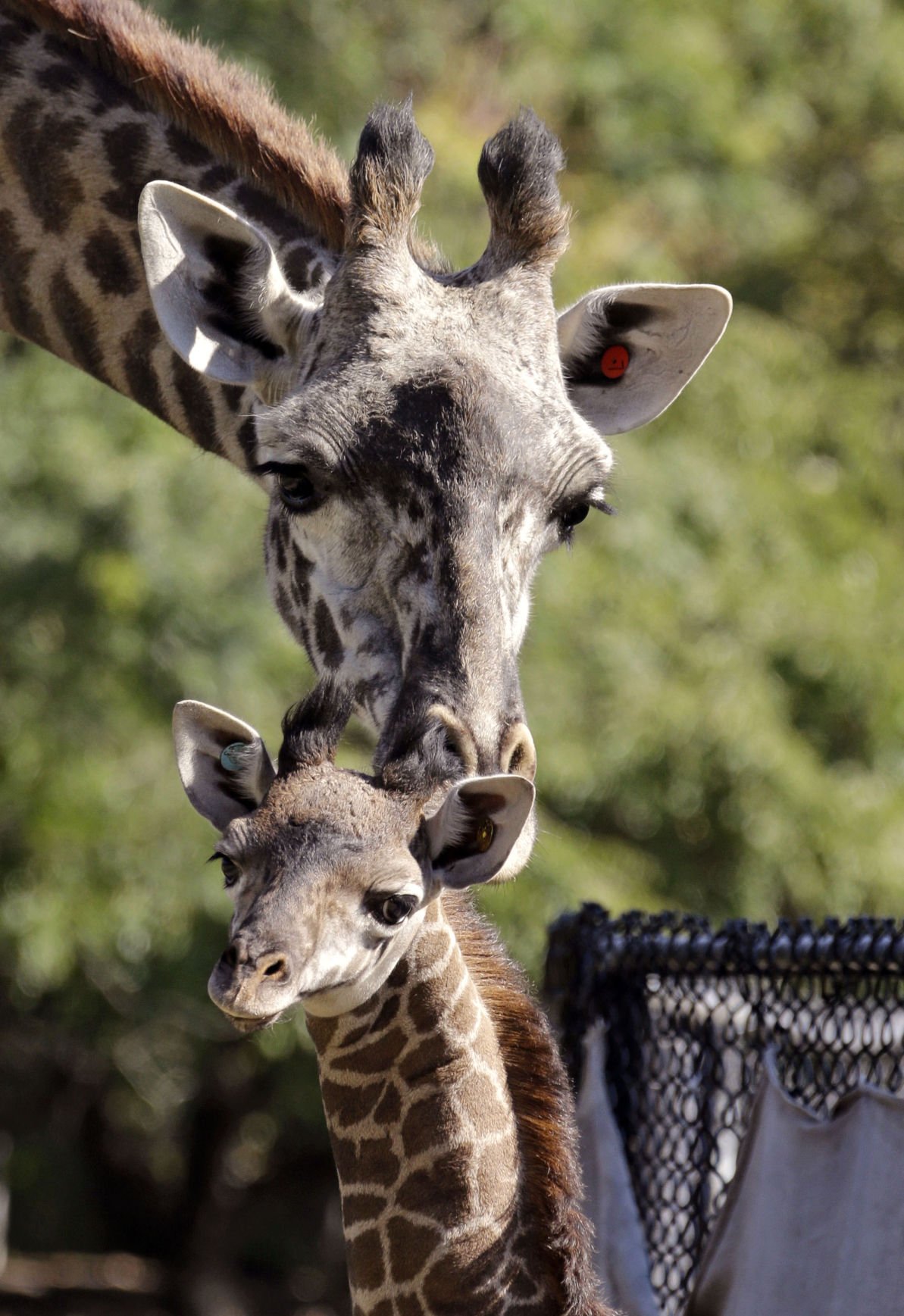 Baby zoo animals
