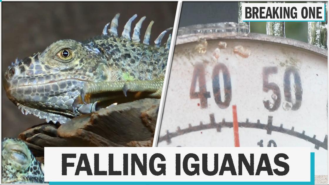 Iguanas are falling out of trees in Florida due to cold weather Featured